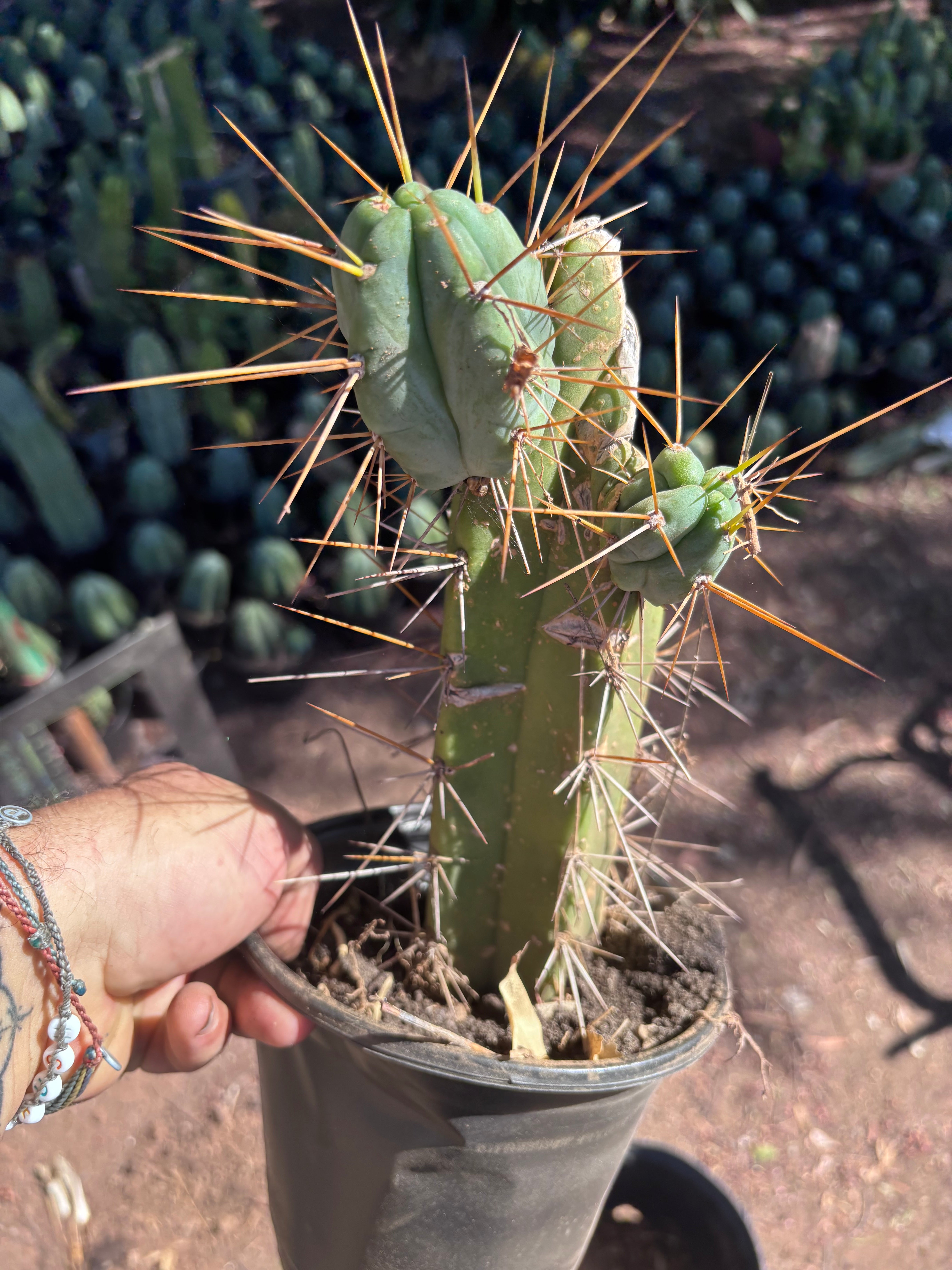👑🌶️ Chucky — Rooted 10” Pupping Mid