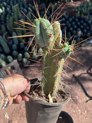 👑🌶️ Chucky — Rooted 10” Pupping Mid