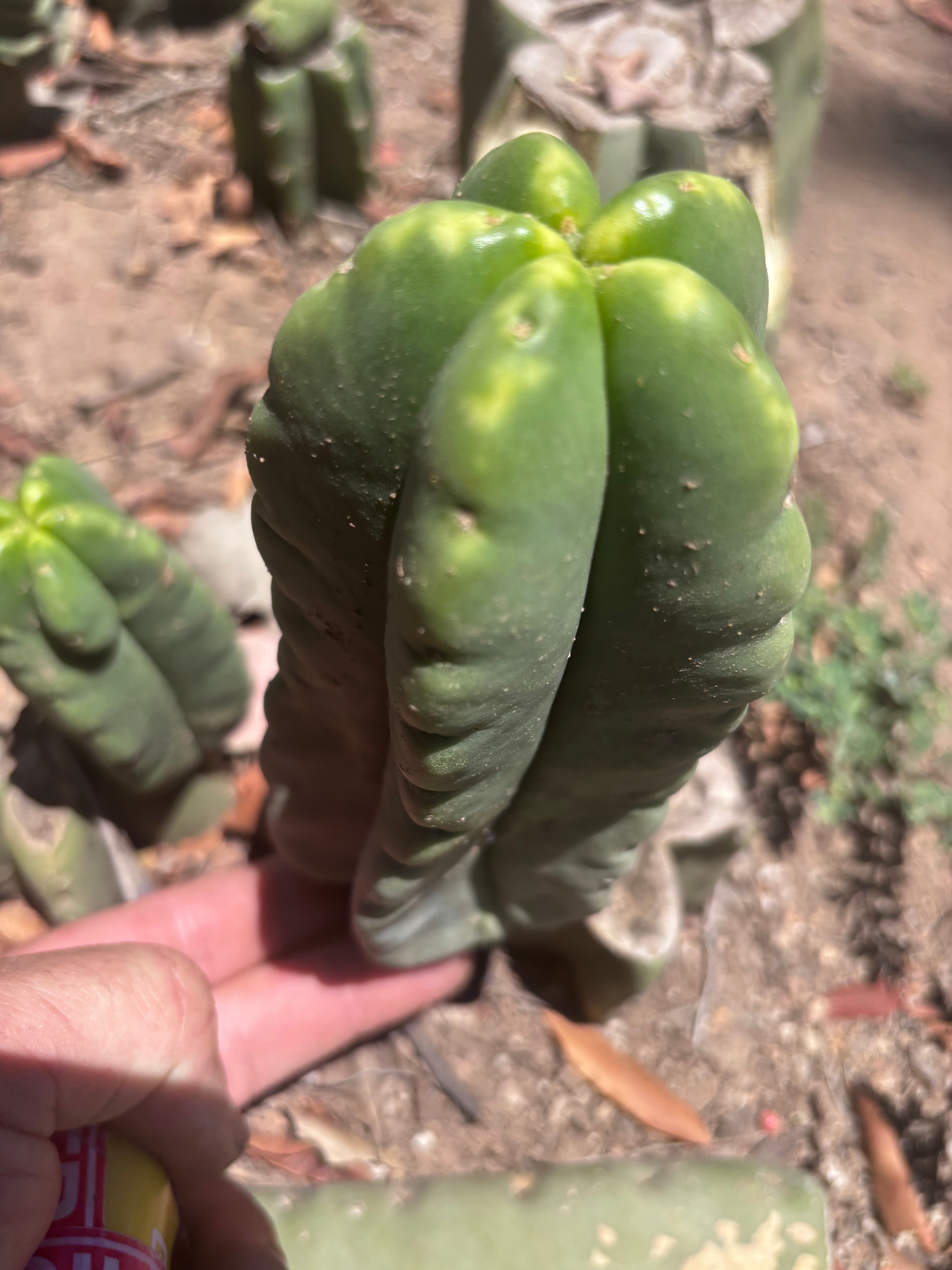 💎👑💎🌶️ Ferah! — 5.5” Pup
