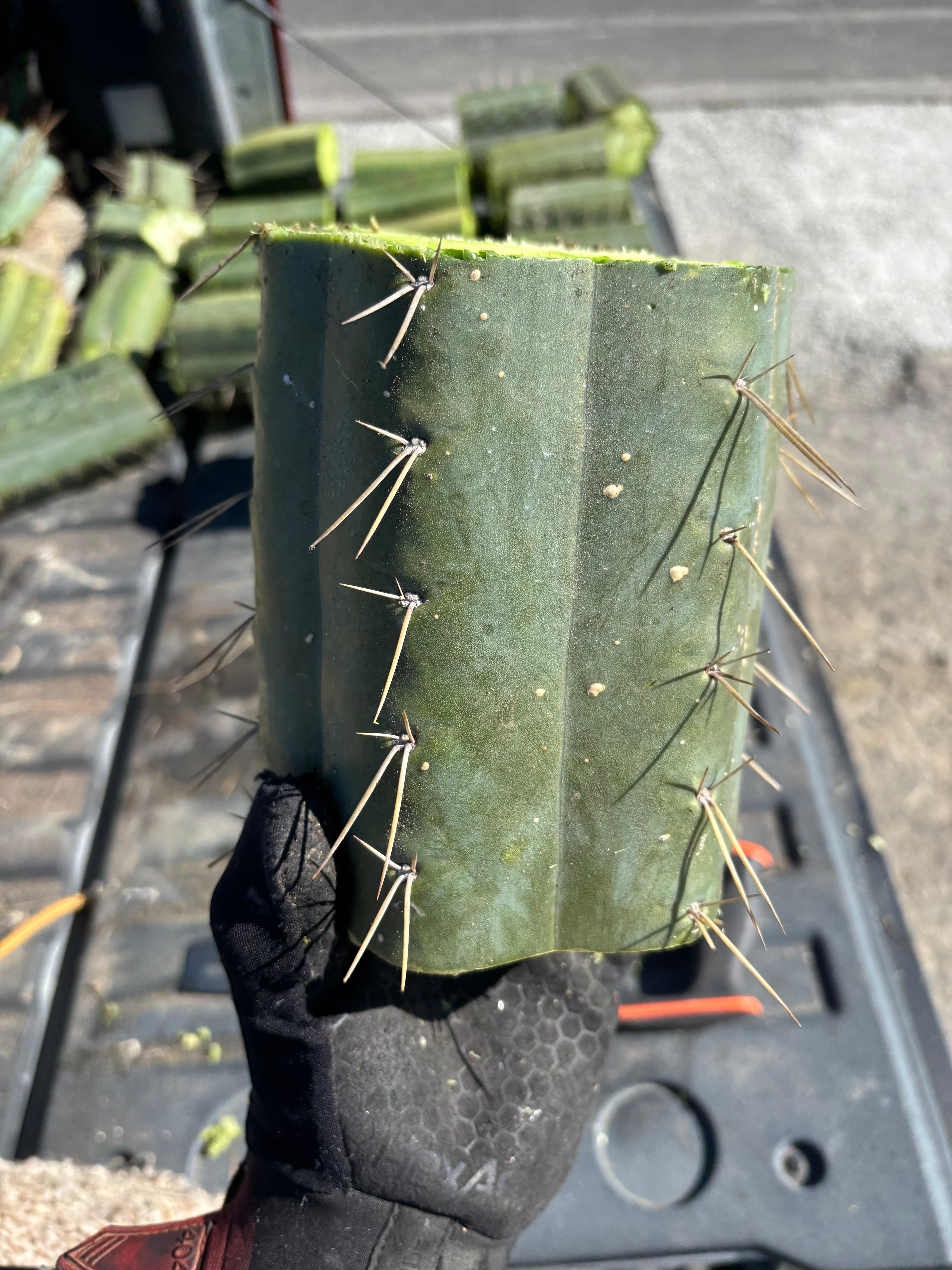 🌶️ SS02 x Yowie — MASSIVE 7” Mids