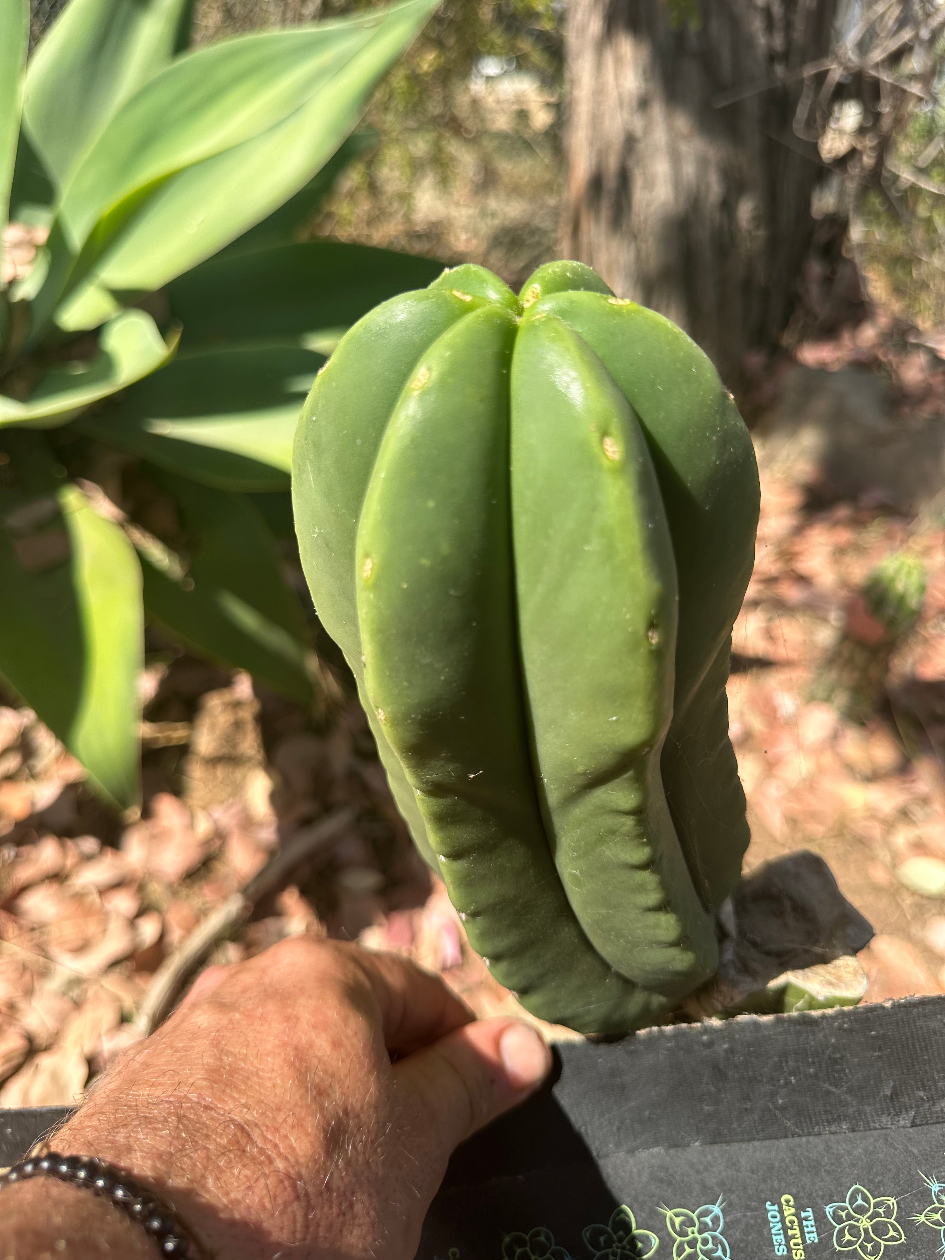 👑 Primo Aussie Scop — 8” Melon Pup
