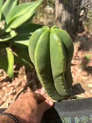 👑 Primo Aussie Scop — 8” Melon Pup