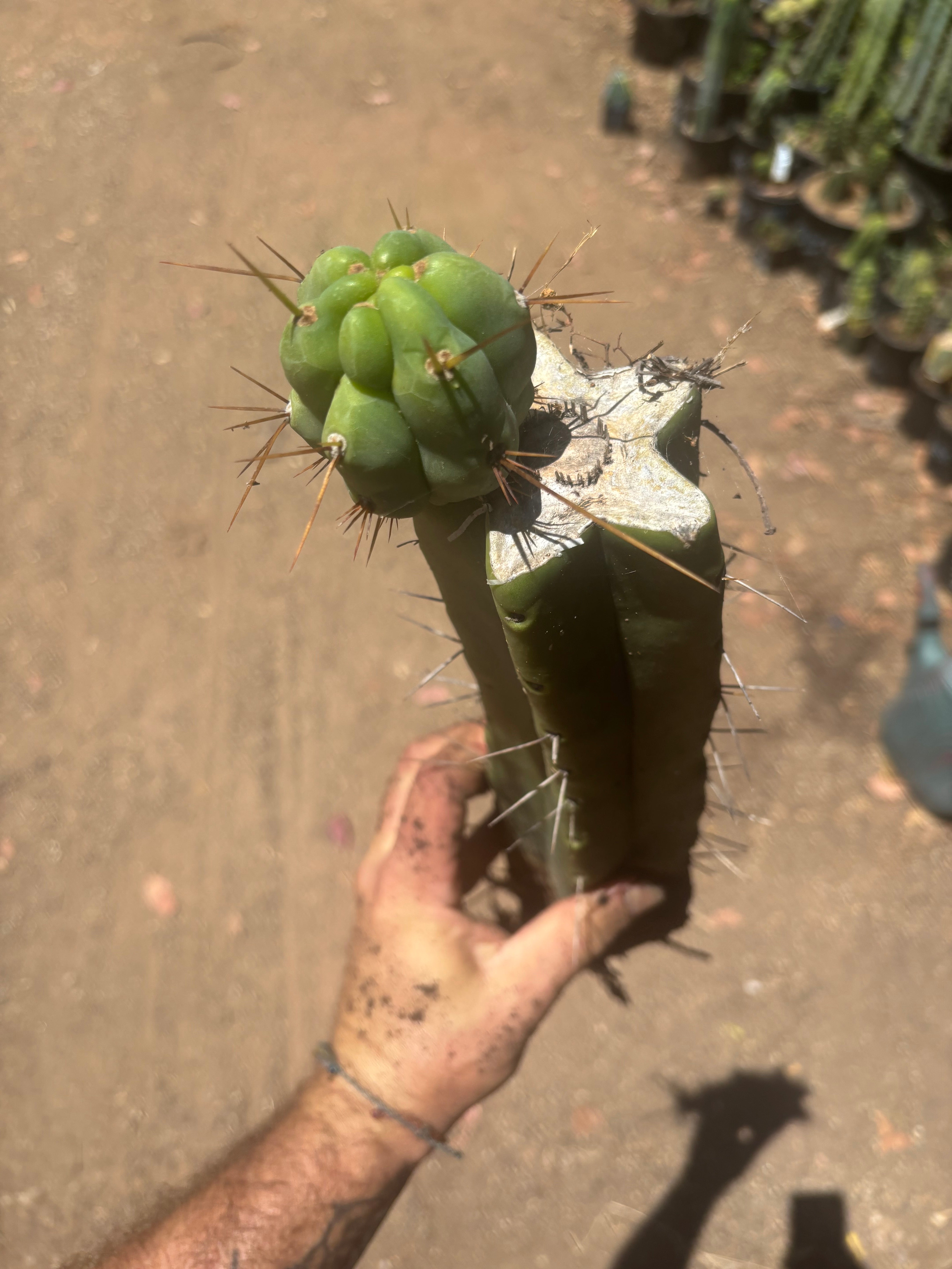 👑🌶️🌶️ Eileen — XL Rooted 14” Mid with Pup
