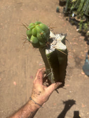 👑🌶️🌶️ Eileen — XL Rooted 14” Mid with Pup