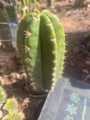 💎👑💎🌶️ CareBear — 6” Pup