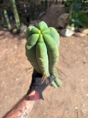 💎👑💎🌶️🌶️ Eileen — MEGA 21” (Tip #6)