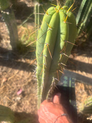 👑🌶️ CA1 Sherman — XL 14” Tip