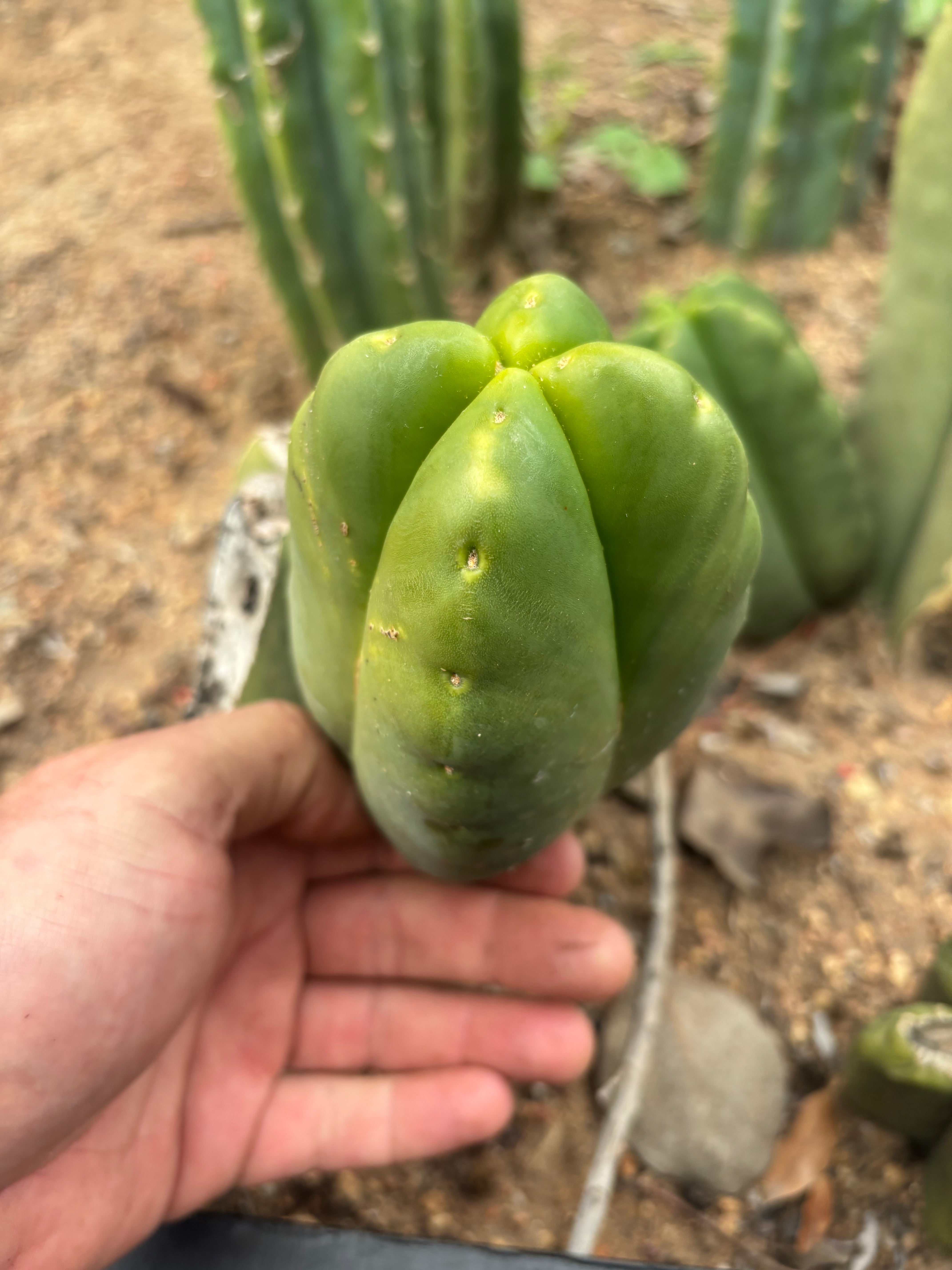 💎👑💎🌶️ Ferah! — FourWang Chub Muffin