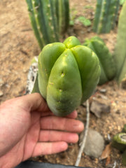 💎👑💎🌶️ Ferah! — FourWang Chub Muffin