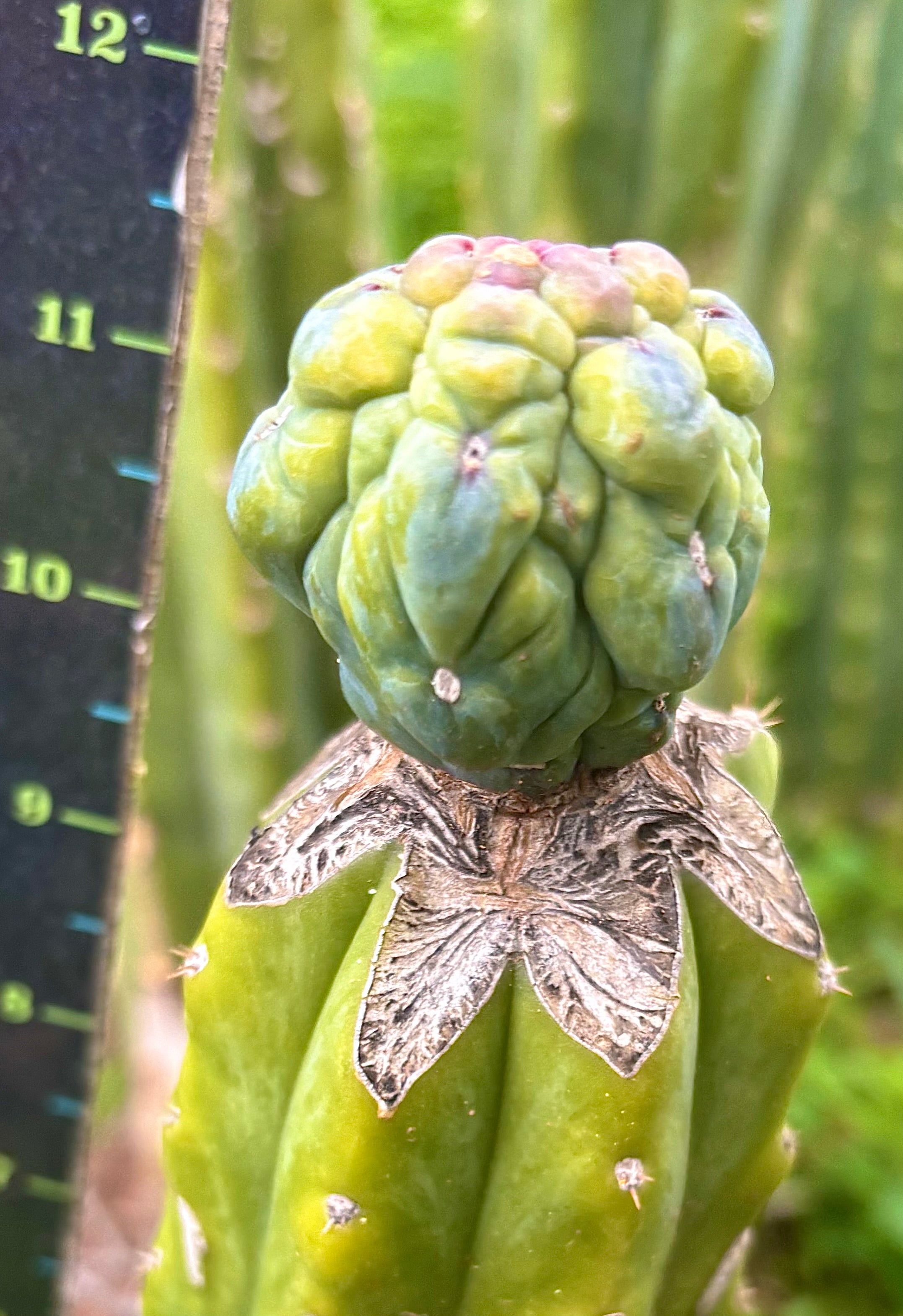 👑💎 Glorp — Tip Graft