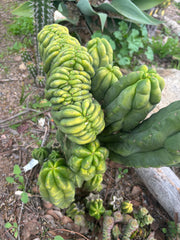 Custom Listing for Daniel S