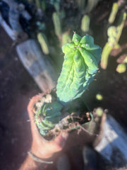 👑💎 Grecas — Rooted Graft with Pup