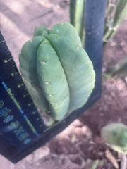 💎👑💎🌶️ Ferah — XL 9” Melon