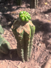 💎👑💎 Havran Preorder!