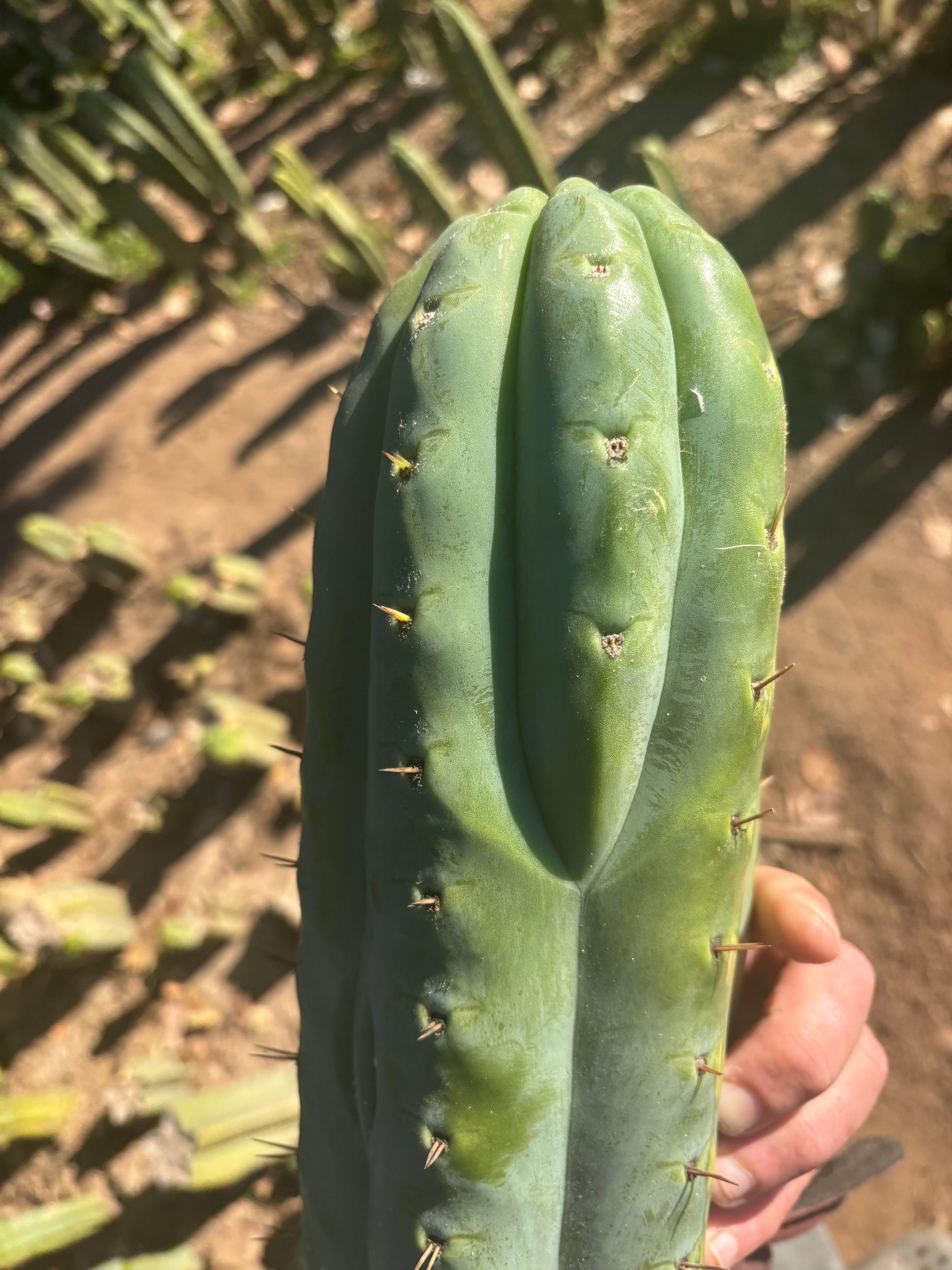 👑💎🌶️  Ashdod — Massive 12” Tip