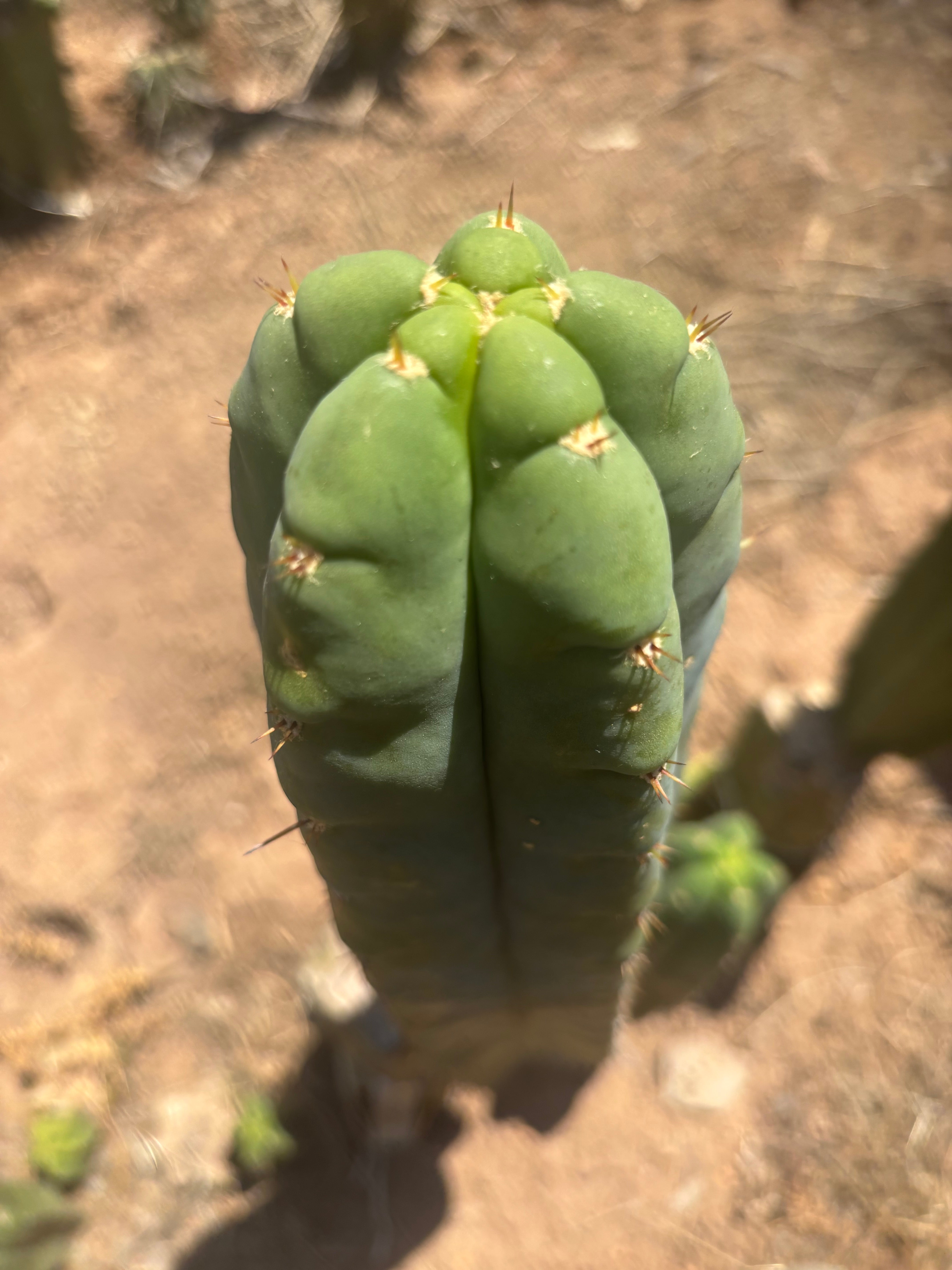 💎👑🌶️ Bob’s Colossus — Beefy 9” Tip