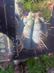 Custom Listing for Eric C