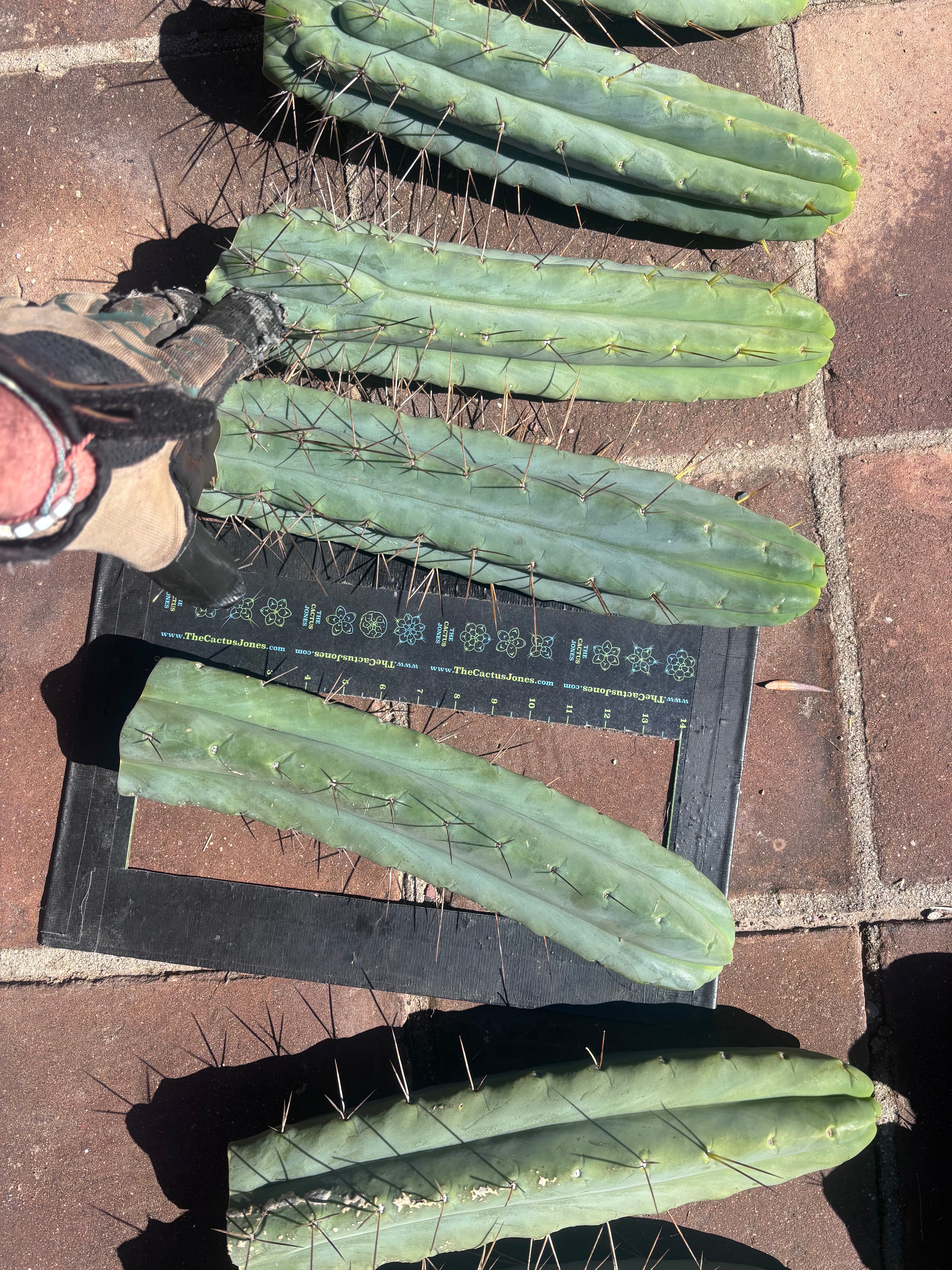 👑💎🌶️🌶️ Eileen — 15” Mega Tips