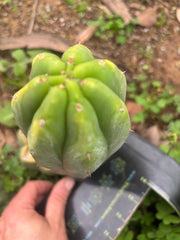 👑🌶️🌶️ Another Drop, Another Ogun