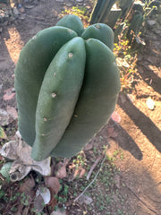 👑🌶️ Zulk — Fat 10” Melon