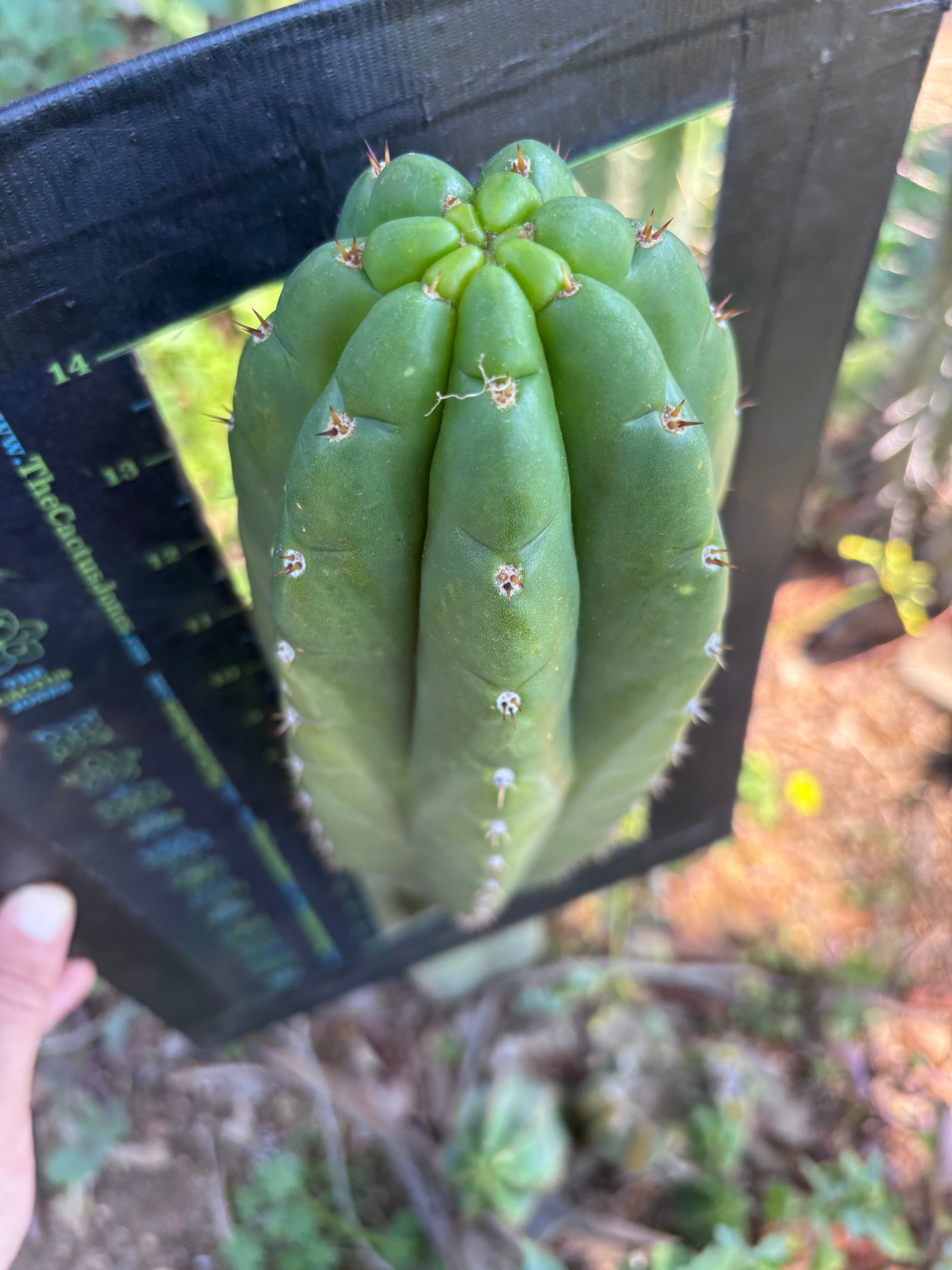 👑💎🌶️ Lima — MASSIVE 16” Pup