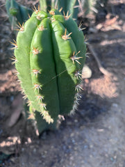 💎👑💎🌶️ CareBear — 6” Pup