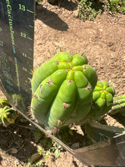 Unnamed Pachanoi — 12” Tips