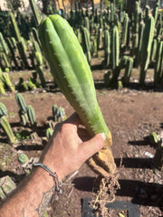 👑🌶️ Ecuadorian Pach — Rooted 15”