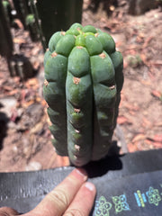 💎👑🌶️  Ichoca — 6.5” Pup