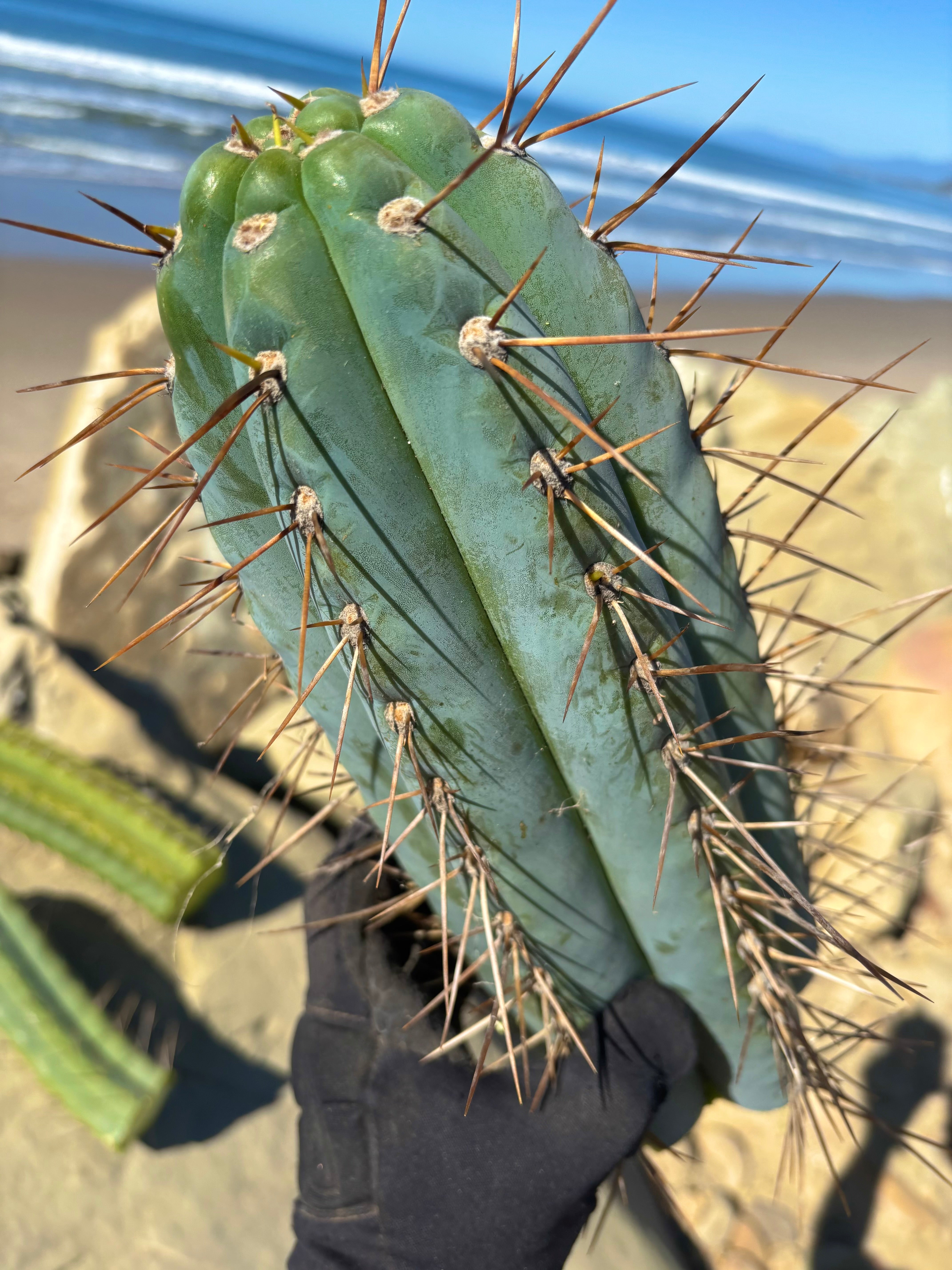 💎👑 Chuck’s Peru C — MASSIVE 14” Tip