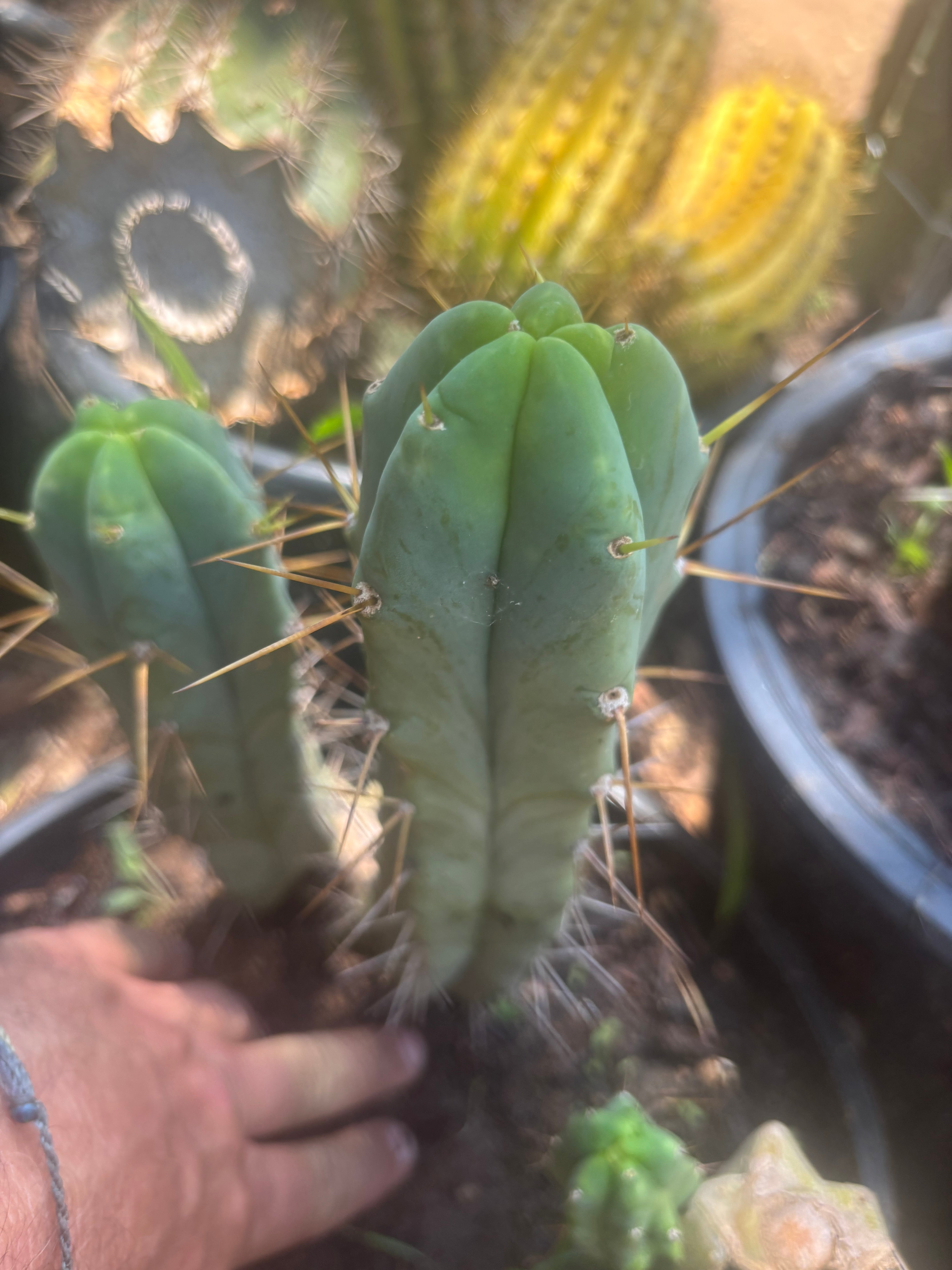 👑🌶️ Foolsbreath — 9” Pup