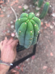 👑🌶️🌶️ Ogun — 12” Pup