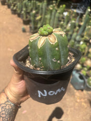 💎🌶️🌶️ NOM — Pup Graft On Rooted Shine01