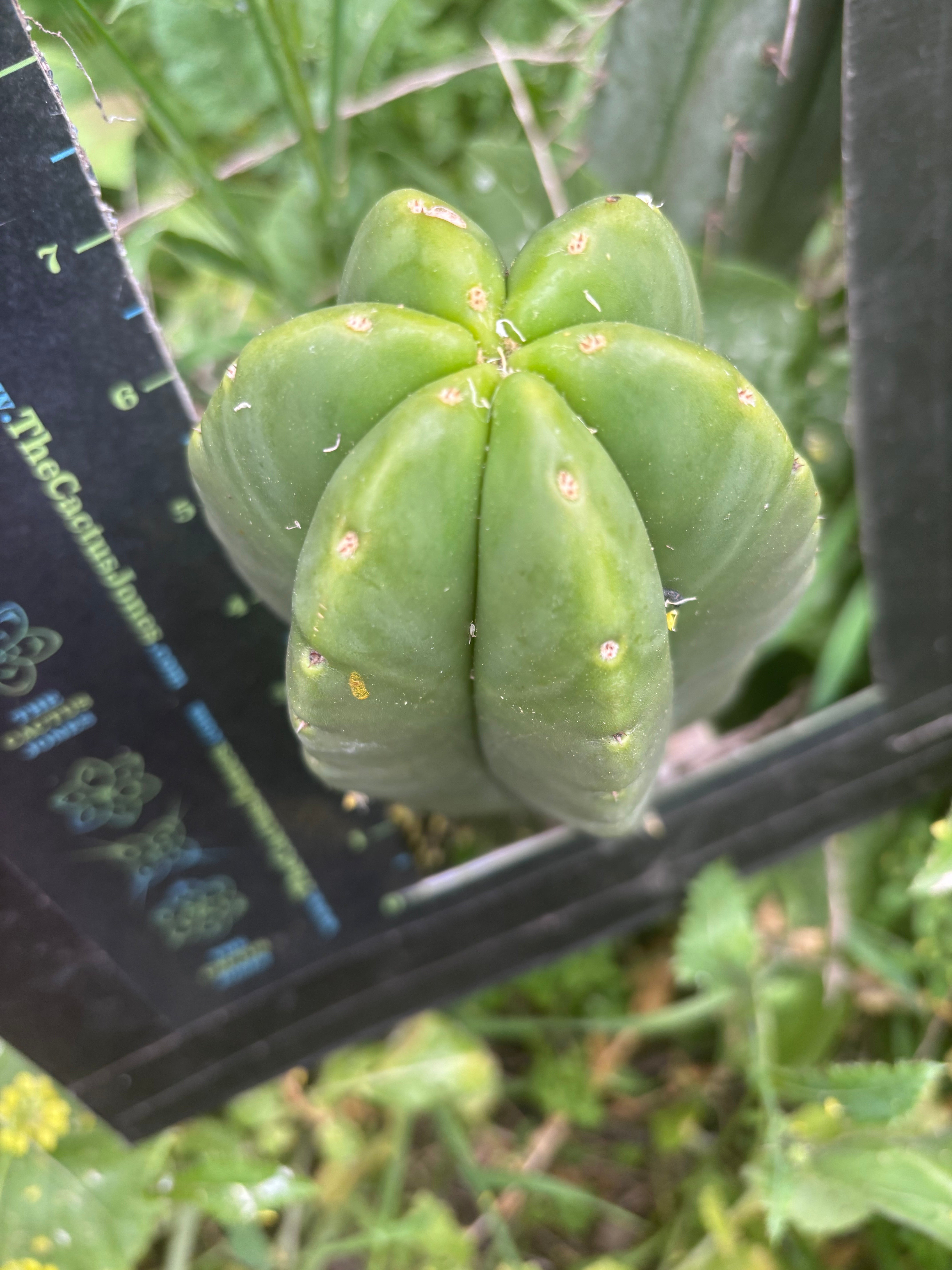 👑💎 Mesa Gardens Scop — Fat 7” Melon Pup