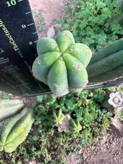 👑🌶️ Quito Qcumber — Restocked — 10” Tips