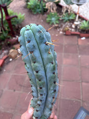 💎🌶️ Noid of the Moment — 12” Pup