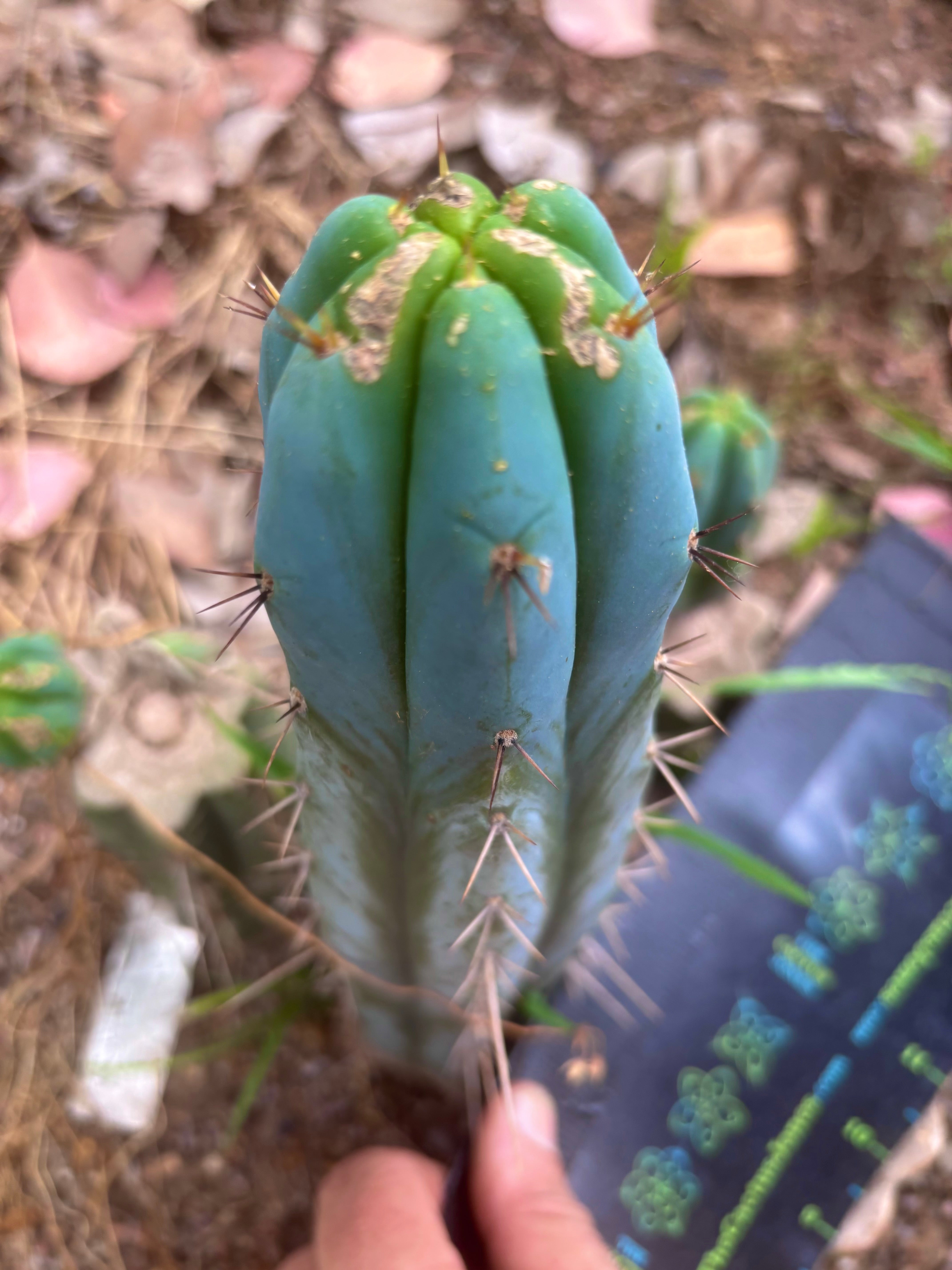 💎👑🌶️ Bluejones  — 8” Tip