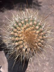 💎 T. Atacamensis — Small Pup