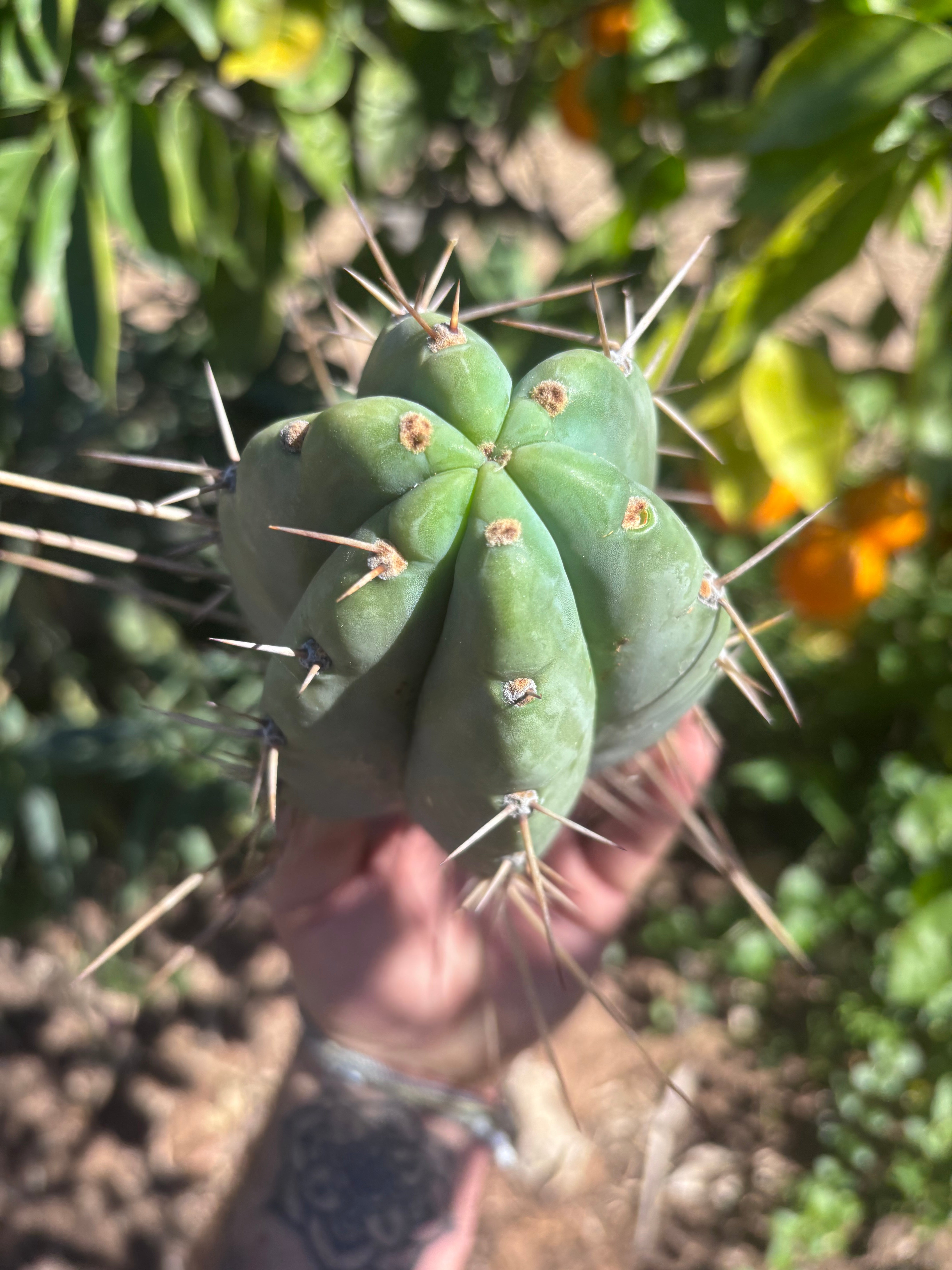 👑🌶️🌶️ Pala — Chubby 8” Tip