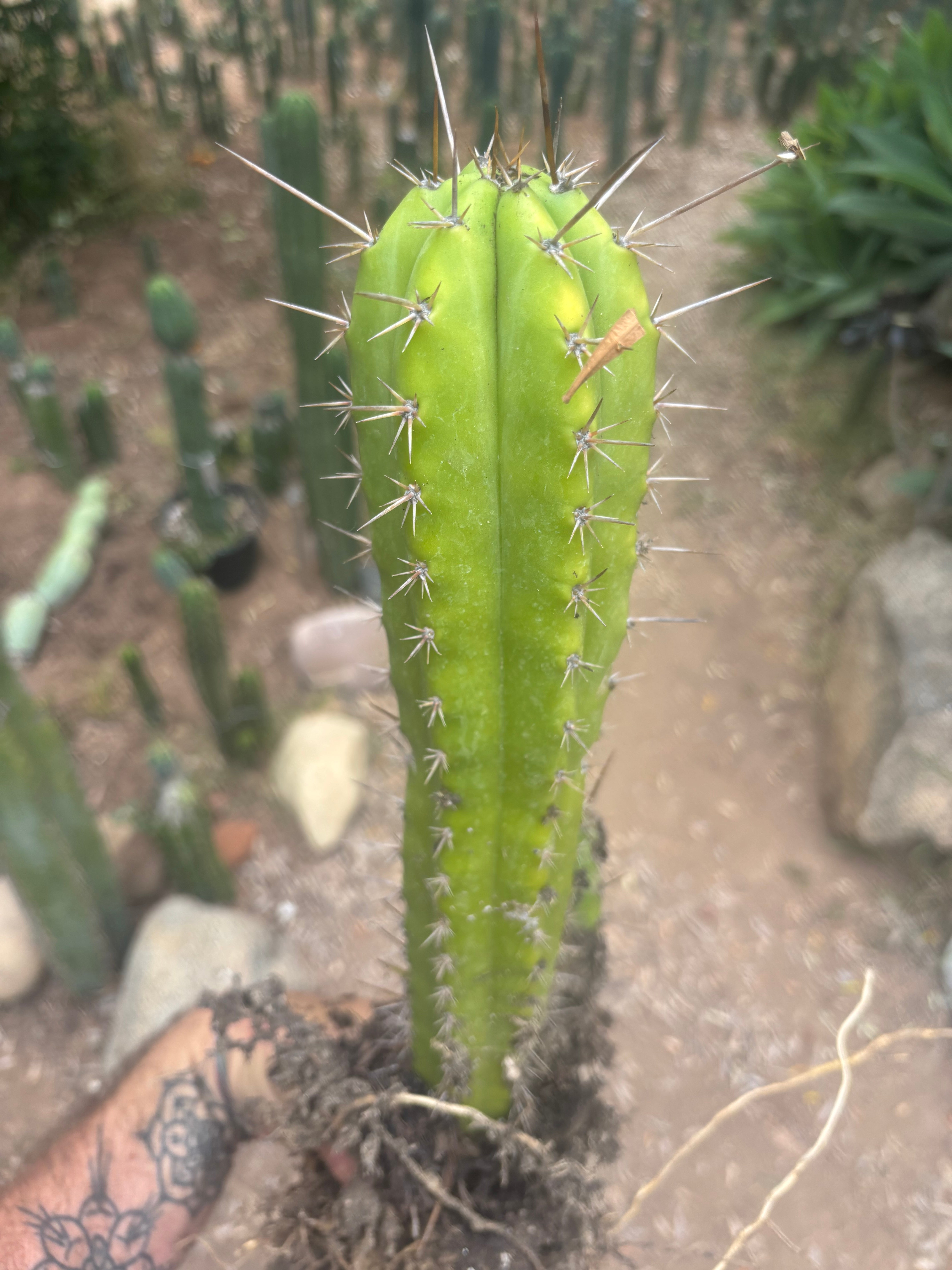 (🌶️) Lumberjack x Huaraz — Seed Grown Mini Stand