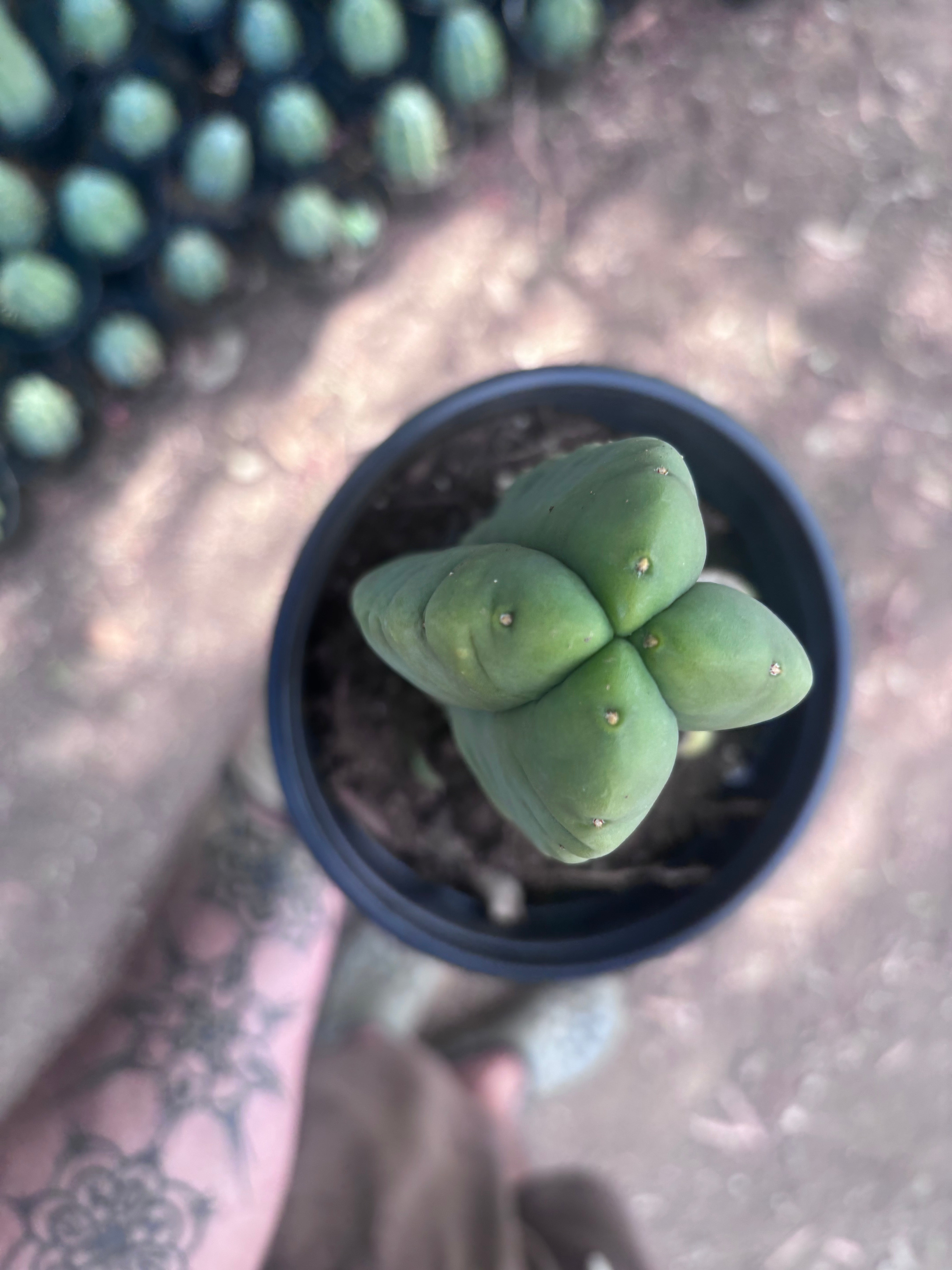 💎👑💎🌶️ Ferah — Rooted Mid with Fourwang Pup