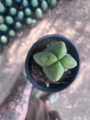 💎👑💎🌶️ Ferah — Rooted Mid with Fourwang Pup