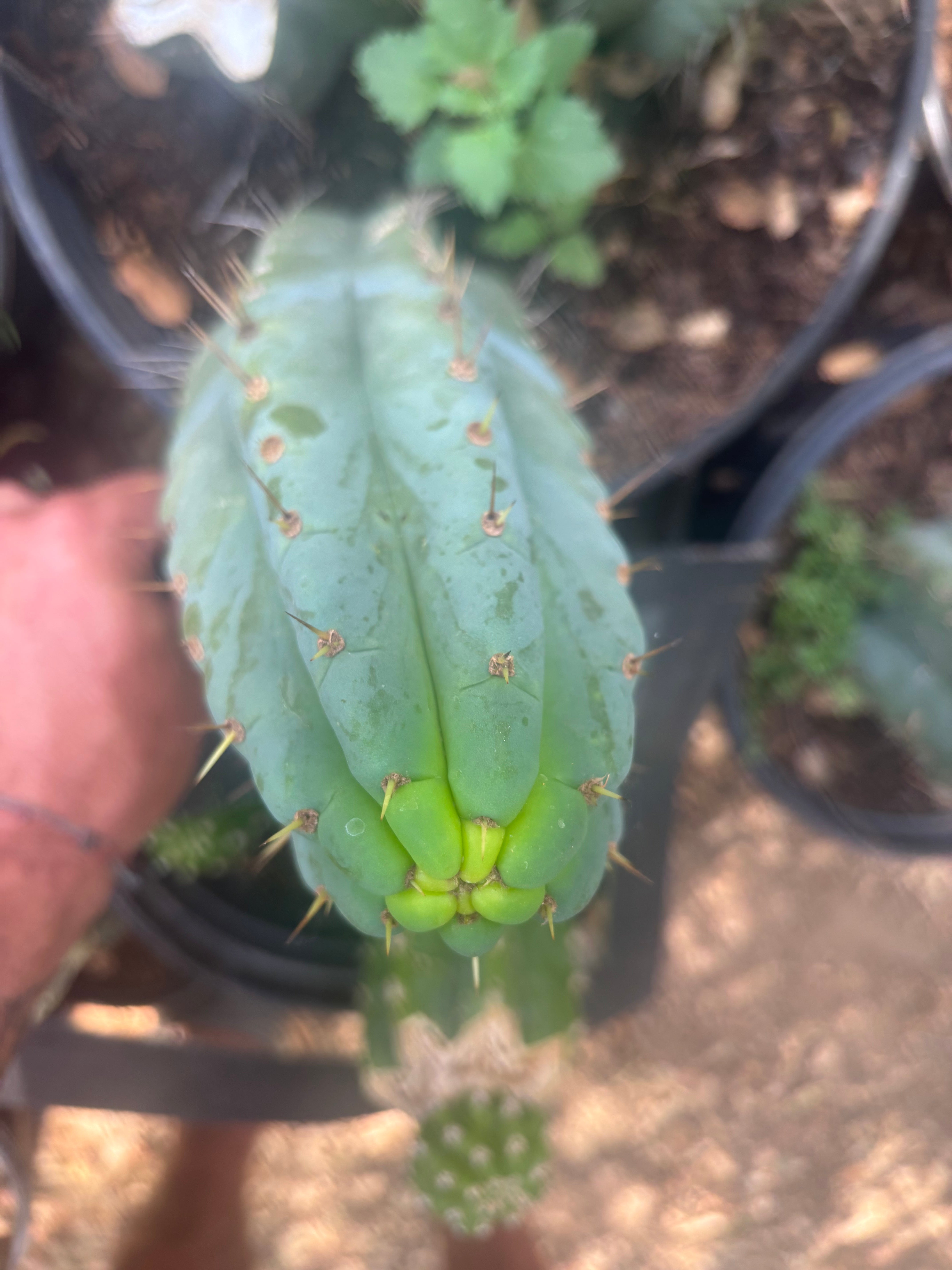 💎🌶️🌶️ NOM — 8.5” Tip