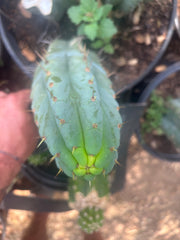 💎🌶️🌶️ NOM — 8.5” Tip