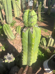 👑💎🌶️  CSD — Another Beefy Tip Graft