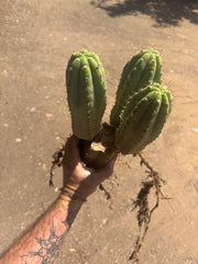 👑🌶️ Shine01 — Triple Pupped Mid with Crazy Roots