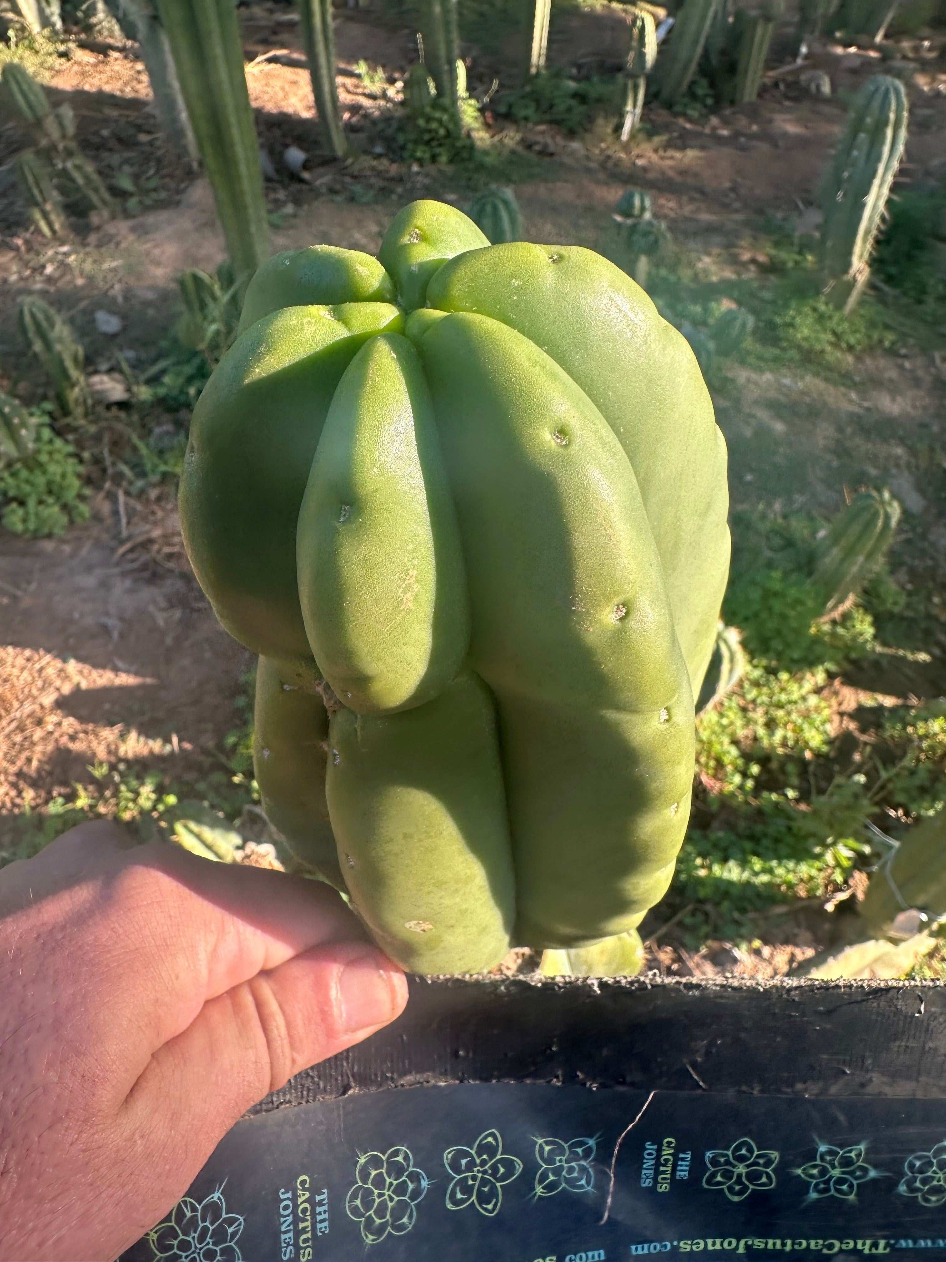 💎👑💎  Ferah — Another Thick Tip