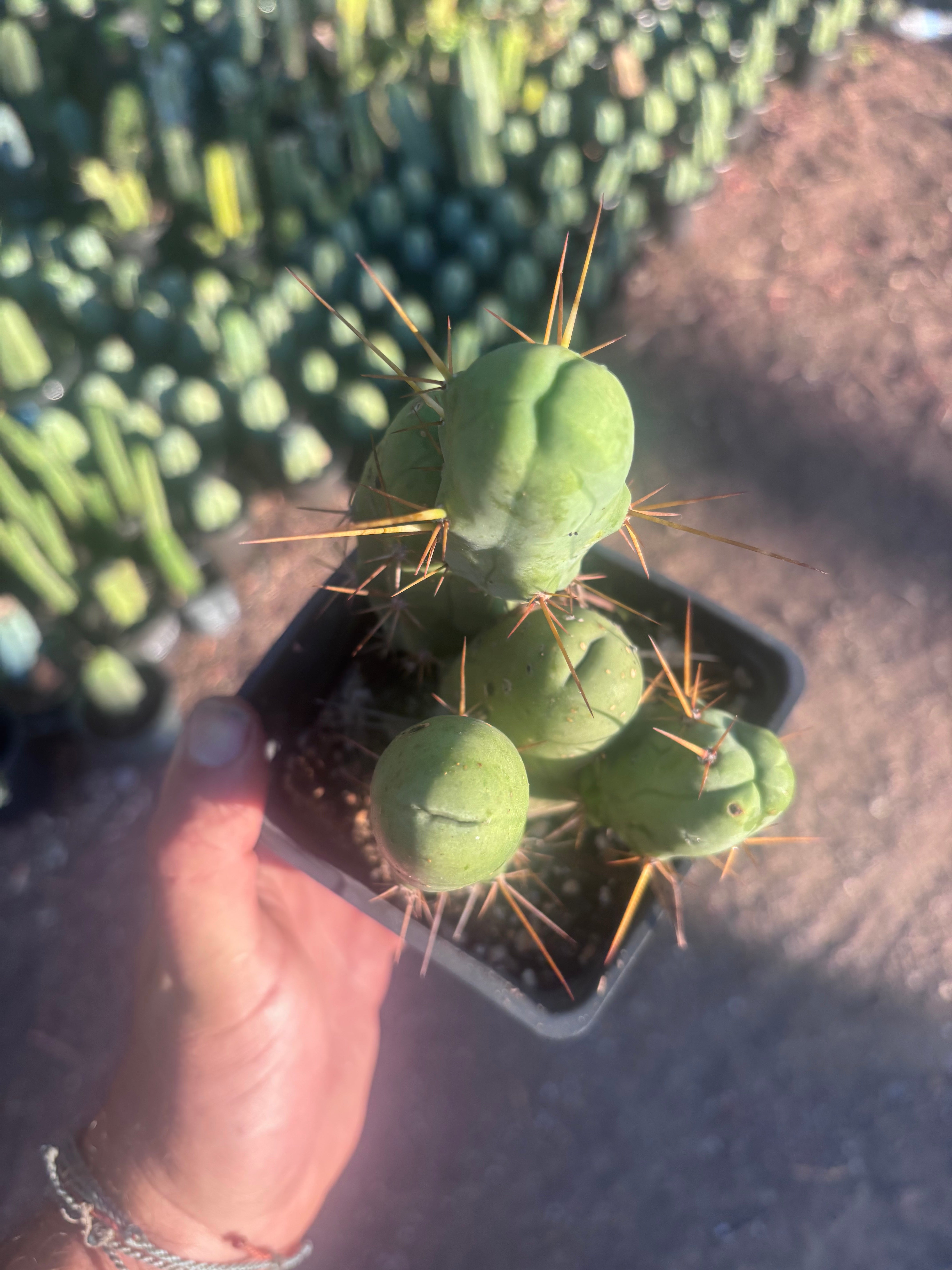 👑🌶️🌶️  TBM Clone B — Fully Rooted