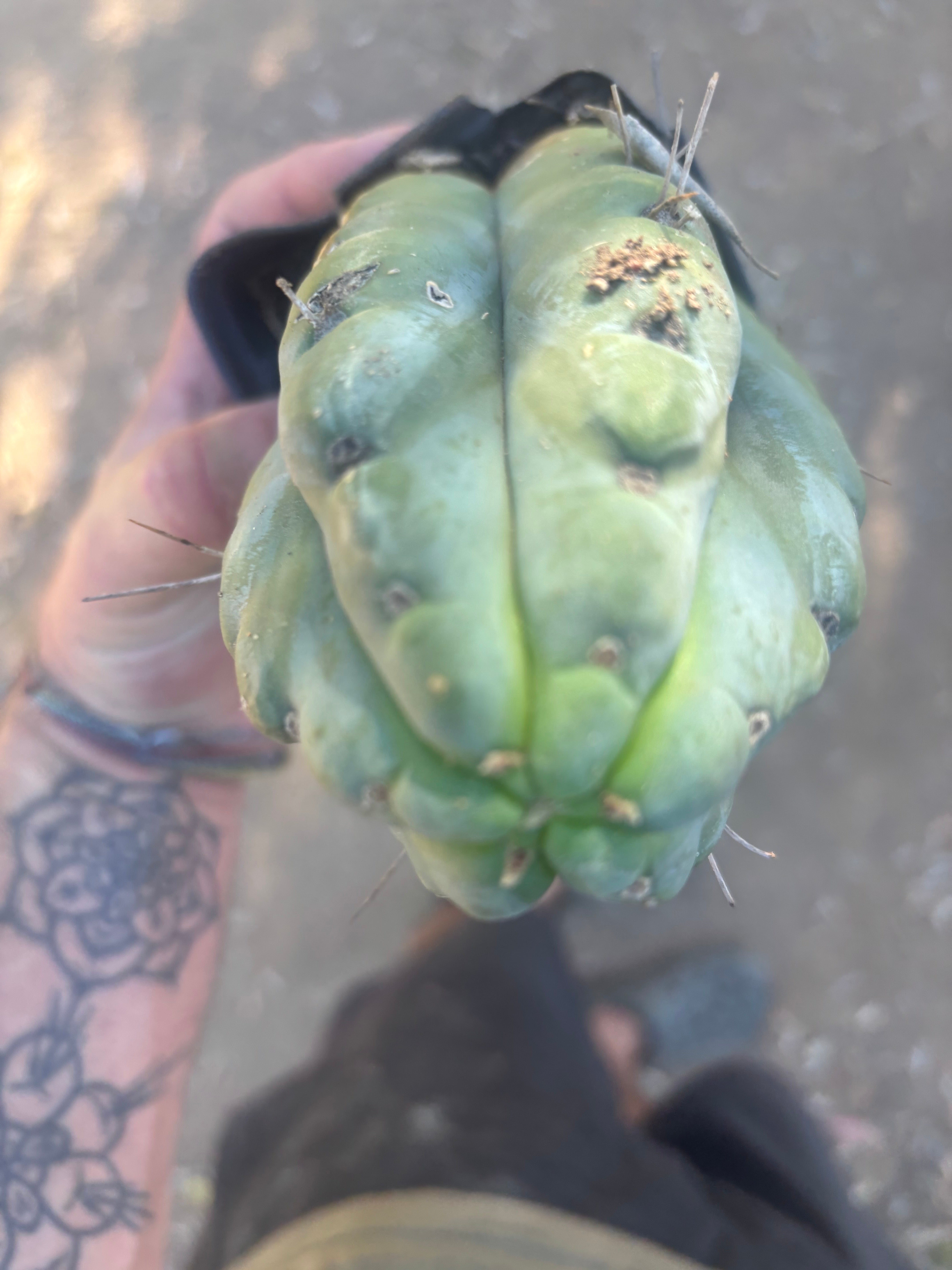 👑🌶️ 🌶️ Jiimz Twin Spine — Fat Rooted Tip