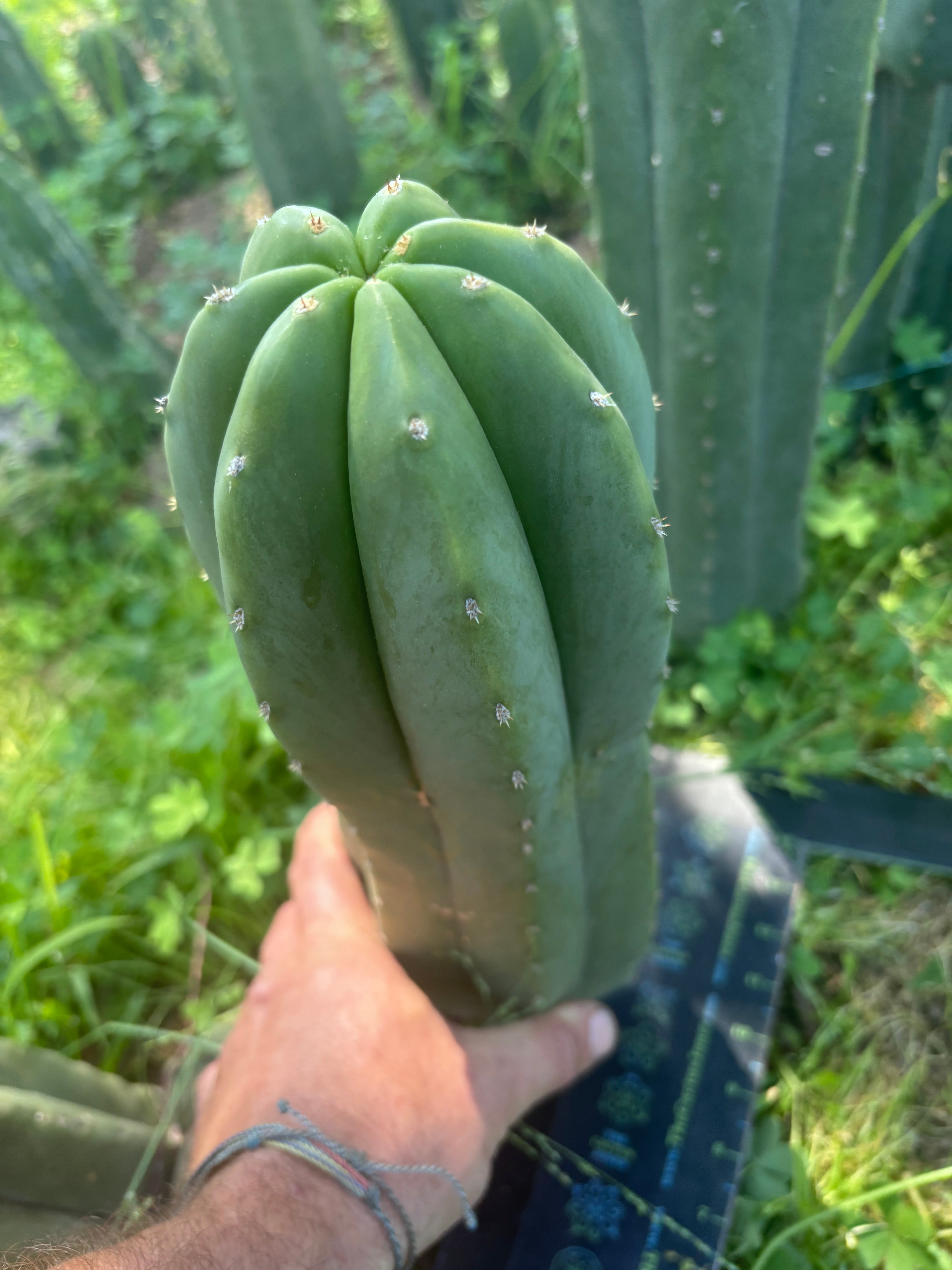 💎🌶️ Jonesy07 — Massive 14” Pup